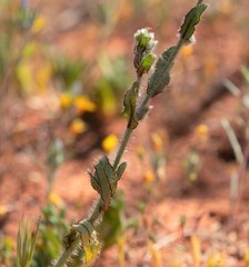 Plagiobothrys arizonicus