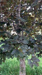 Acer