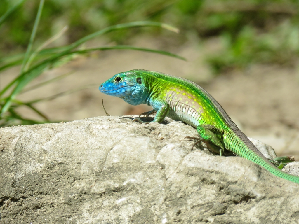 Central American Whiptail