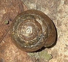 Ventridens intertextus