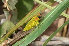 Philocteanus
