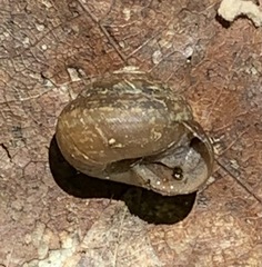 Ventridens intertextus