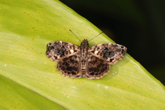 Gorgythion begga begga