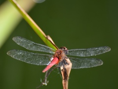 Orthemis