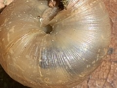 Ventridens intertextus