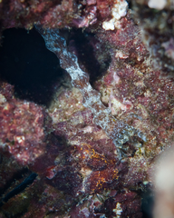 Polyplectana kefersteinii