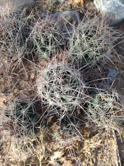 Coryphantha macromeris macromeris