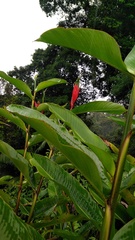 Heliconia mathiasiae