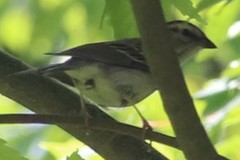 Spizella passerina passerina