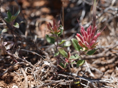 Monardella macrantha