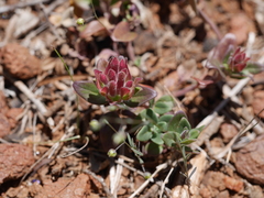Monardella macrantha