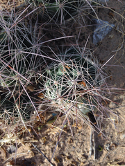 Coryphantha macromeris macromeris