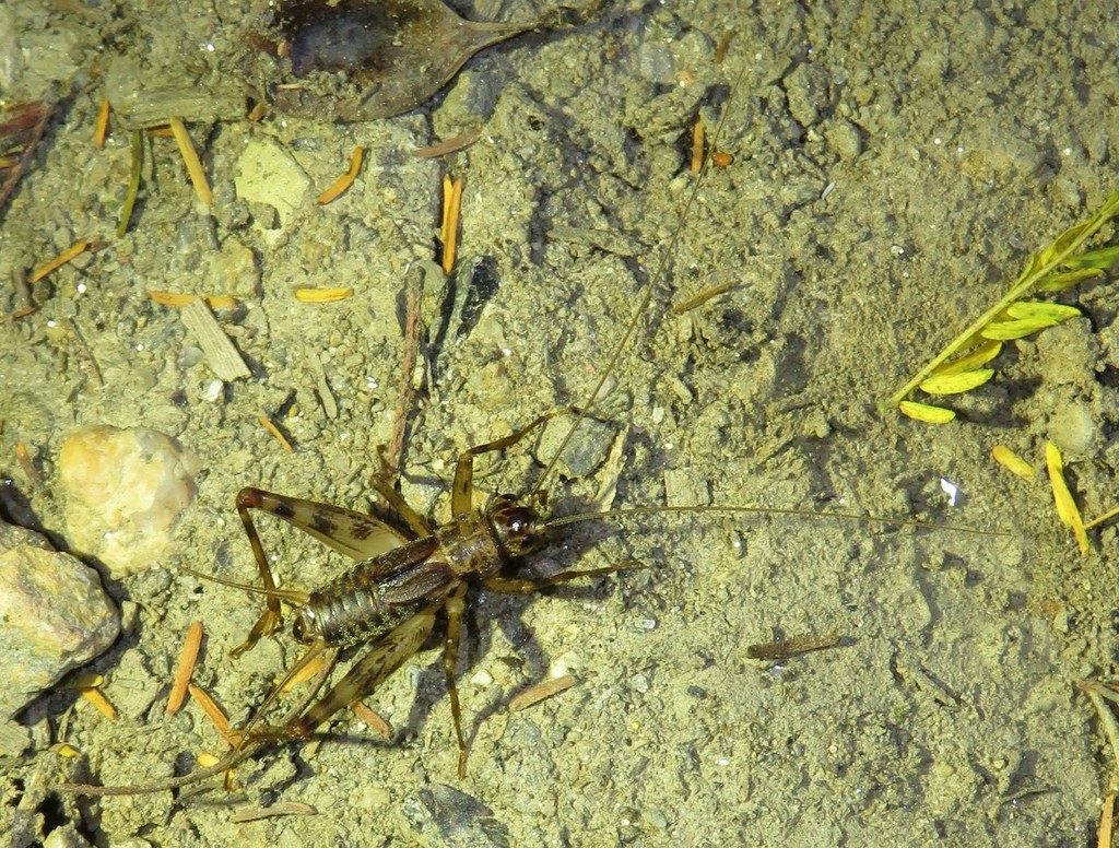 Petaloptila galaica