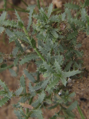 Baccharis melanopotamica