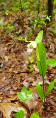Cleistesiopsis bifaria
