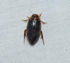 Coptotomus longulus