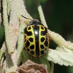 Calligrapha matronalis