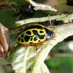 Calligrapha matronalis