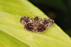 Gorgythion begga begga