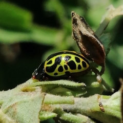Calligrapha matronalis