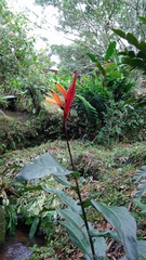 Heliconia mathiasiae
