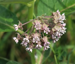 Asclepias syriaca