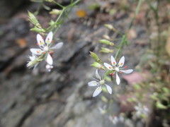 Micranthes petiolaris