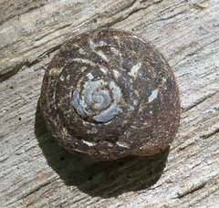 Euchemotrema fraternum