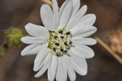 Hemizonia congesta
