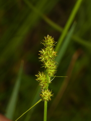 Carex annectens