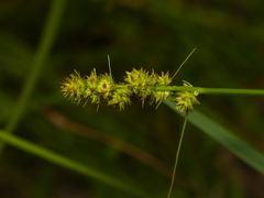 Carex annectens