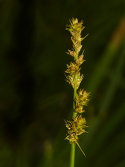 Carex annectens