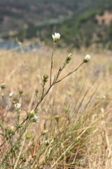 Hemizonia congesta