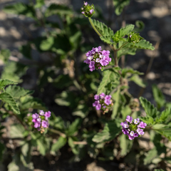 Lantana macropoda