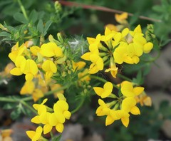 Lotus corniculatus