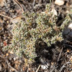 Paronychia wilkinsonii