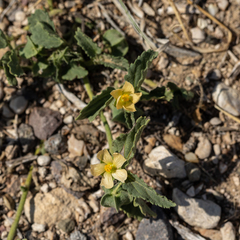 Rhynchosida physocalyx