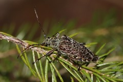 Anthophylax attenuatus