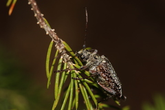 Anthophylax attenuatus