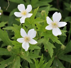 Anemonastrum canadense
