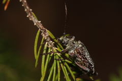 Anthophylax attenuatus