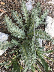 Pedicularis centranthera