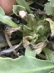 Pedicularis centranthera