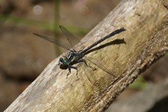 Stenogomphurus rogersi