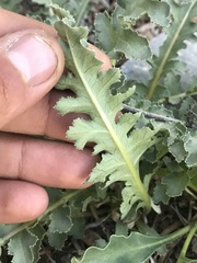 Pedicularis centranthera