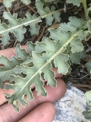 Pedicularis centranthera