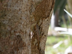 Anolis properus