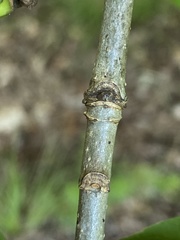 Fraxinus biltmoreana