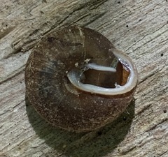 Euchemotrema fraternum
