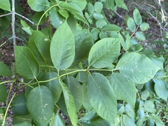 Fraxinus biltmoreana